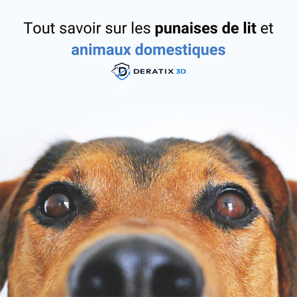 Tout savoir sur les punaises de lit et animaux domestiques