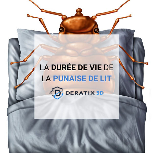La durée de vie de la punaise de lit