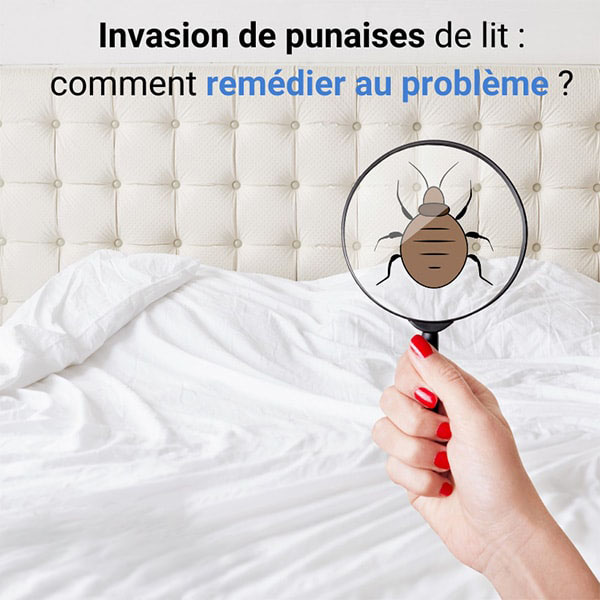
Invasion de punaises de lit : comment remédier au problème ?
