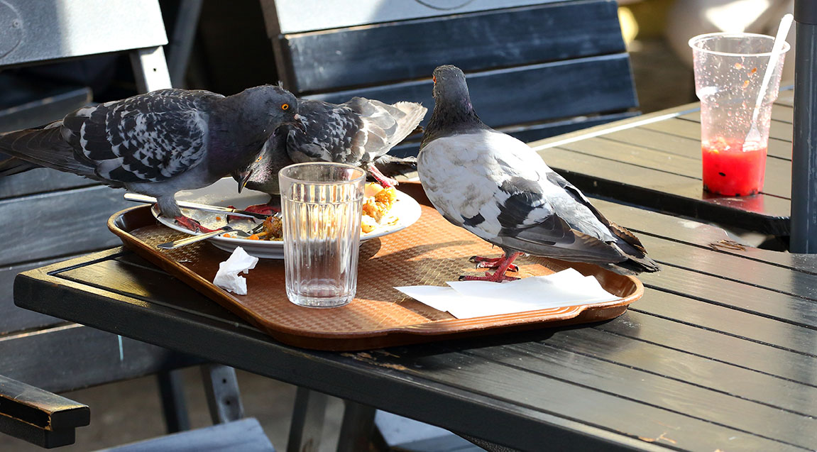 Pigeons : quels dangers pour la santé ?