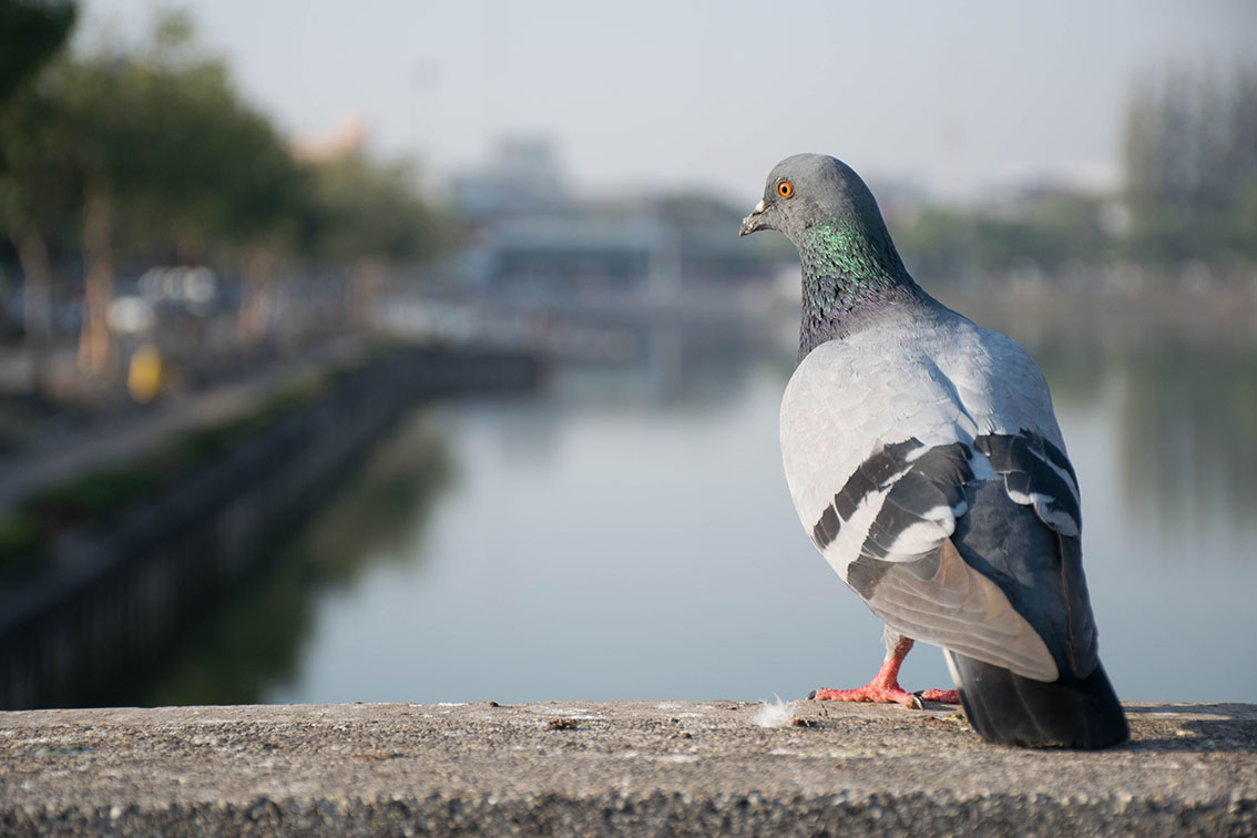 Dépigeonnage