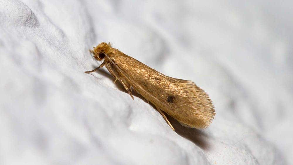 Qu’est-ce qu’un insecte xylophage ? 