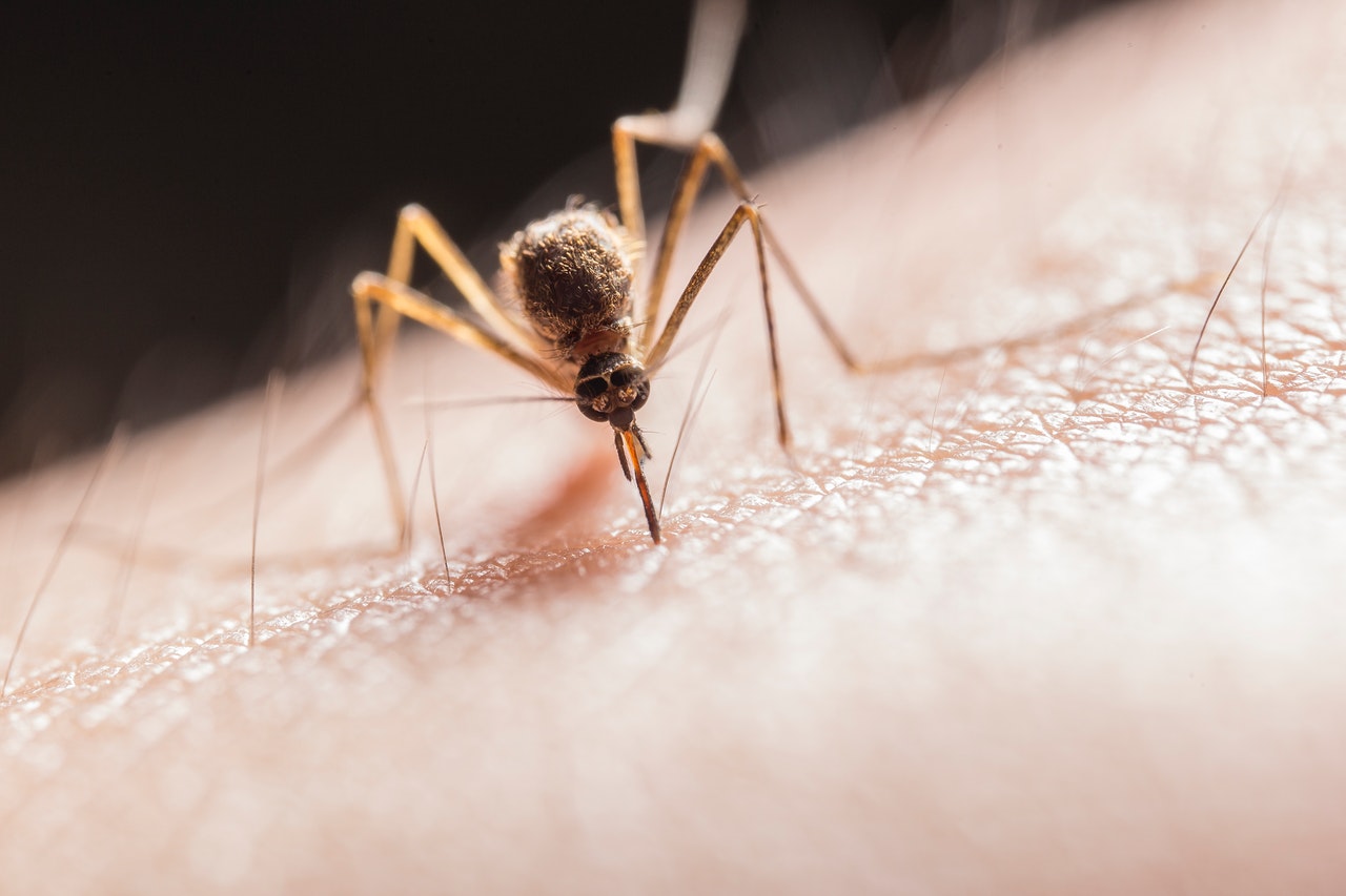 Désinsectisation Moustique