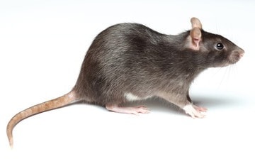 Comment reconnaître un rat ? 