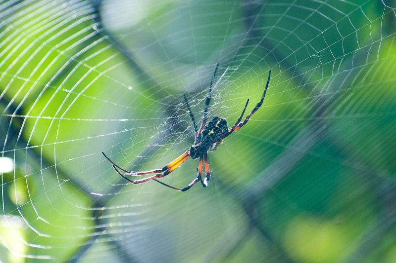 Désinsectisation L’araignée