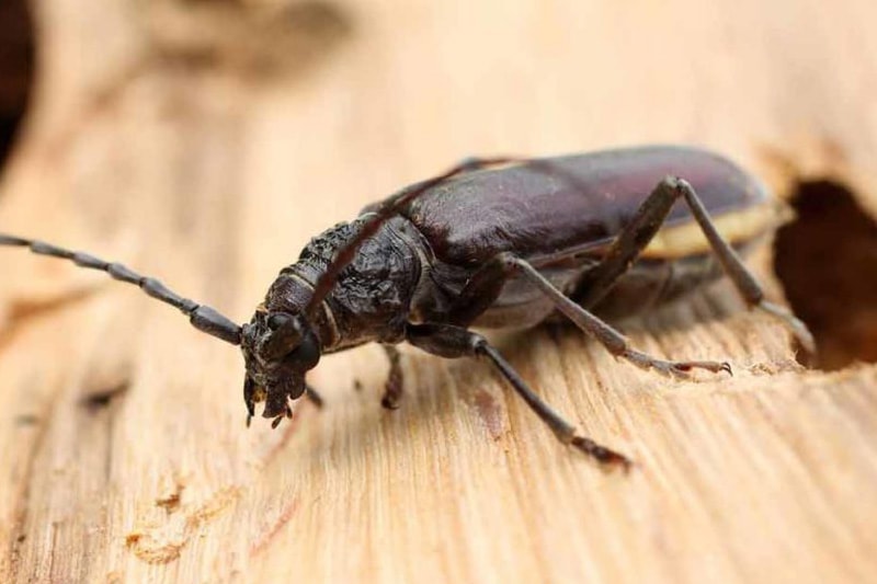 Désinsectisation Les insectes xylophages