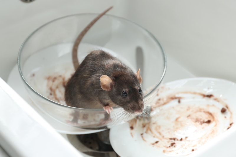 Dératisation Rats