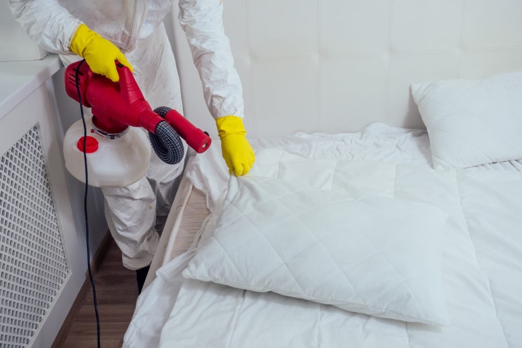 Les solutions pour éradiquer les punaises de lit